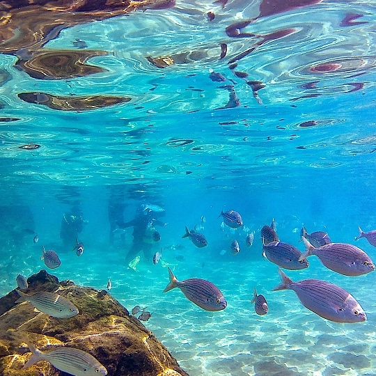 Submarinismo y snorkel